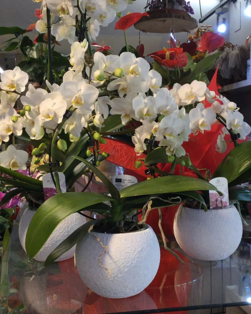 composizioni floreali in vaso - cesti decorativi eleganti - treviso